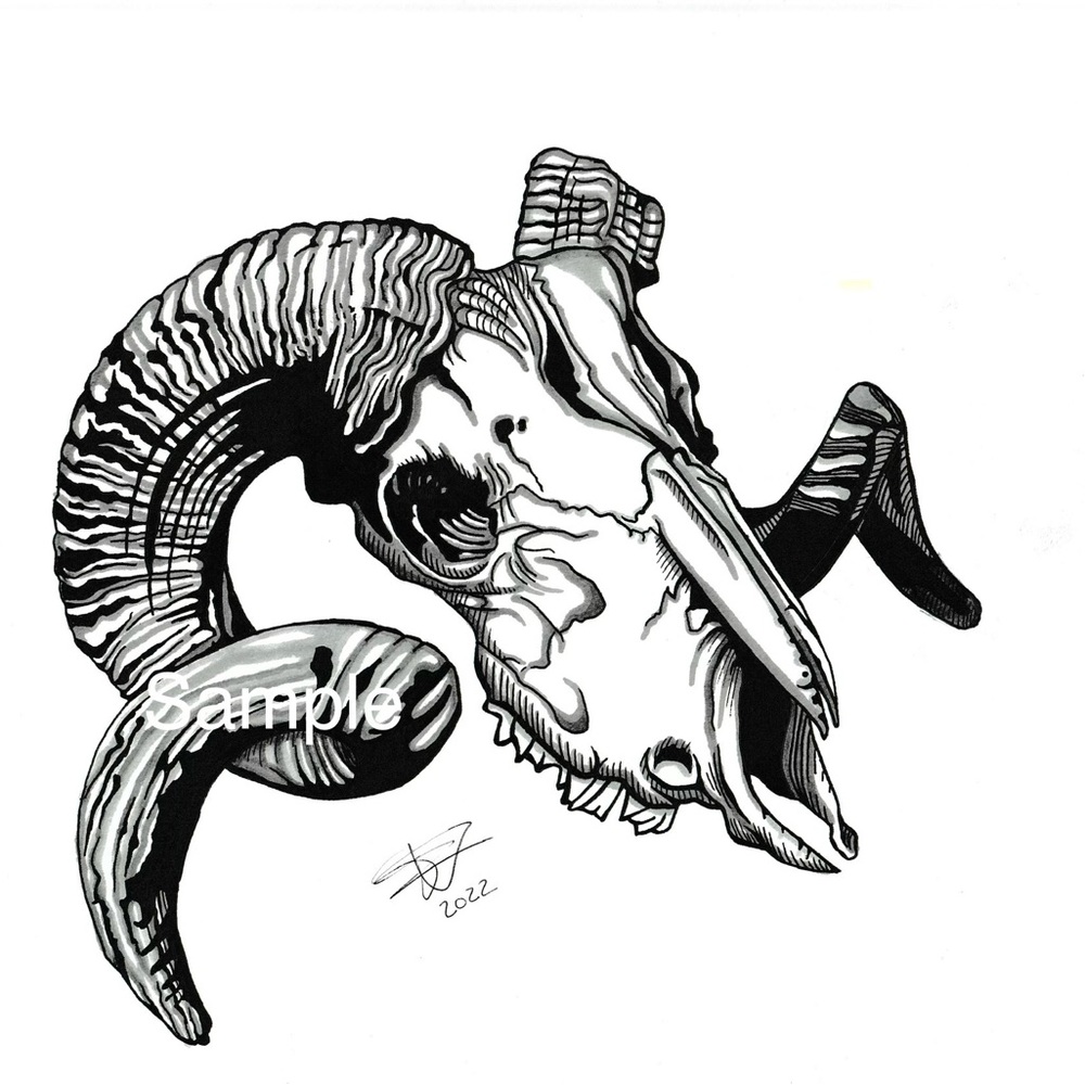 Goat skull drawing ( print of original )